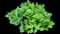 Showy stonecrop — design image 8