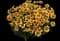 Solanna™ Sunset Burst Coreopsis grandiflora — design image 1