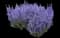 Denim 'n Lace Russian Sage — design image 2