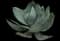 Agave celsii — design image 2