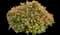 Double Play® Candy Corn® Spirea — design image 1