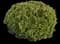 Boxwood Shrub — design image 25