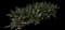 Oyster Plant — design image 6