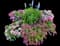 Sweet Alyssum (Lobularia) — design image 3