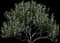 Fig Tree — design image 2