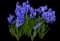 Hyacinth — design image 1