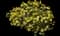 Golden Butterfly® Marguerite Daisy — design image 2