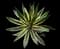 Marginata Agave Plant — design image 2