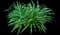Lily Turf Grass — design image 21
