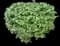 Burning Bush — design image 17