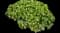 Geraniums — design image 1