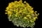 Summit™ Golden Yellow Aurinia — design image 1