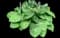 Big Daddy - Hosta — design image 1