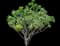 Leafy spurge — design image 1