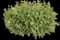Drops of Jupiter Ornamental Oregano — design image 1