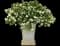 White Ripple ivy — design image 3