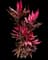 'Red Sister' Cabbage Palm — design image 2