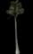 Coconut Palm — design image 16
