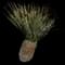 Desert Spoon — design image 19