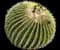 Golden Barrel Cactus — design image 2