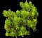 Mini pine tree — design image 1