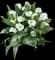 Calla Lily — design image 1