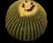 Golden Barrel Cactus — design image 11