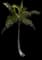 Coconut Palm — design image 22