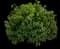 Roughleaf dogwood — design image 4
