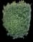 Forsythia Shrub — design image 18