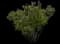Common Lilac — design image 3