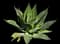 Fox Tail Agave — design image 21