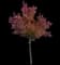 Flowering Pear Tree — design image 8
