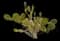 Bunny Ears Cactus — design image 5