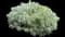 Silvermound Sage Brush — design image 3