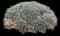 Carnation — design image 5