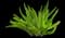 Asparagus Fern Plant — design image 8