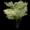 Butterfly Japanese Maple Tree — design image 1