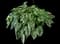 Hosta Plants — design image 14