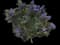 Dwarf Bonsai Blue Jacaranda Tree — design image 1