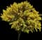 Cassia Tree — design image 1