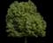 Little Leaf Linden — design image 2