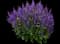 'Violet Profusion' Perennial Salvia — design image 3