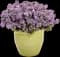 Bluebird Nemesia — design image 2