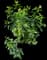 Tropical Hibiscus Tree — design image 24