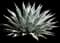 Desert Agave Plant — design image 4