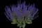 Woodland Sage — design image 1