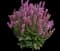 Woodland Sage — design image 16