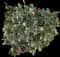 Little John Dwarf Bottlebrush — design image 4