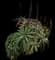 Torch Aloe — design image 25